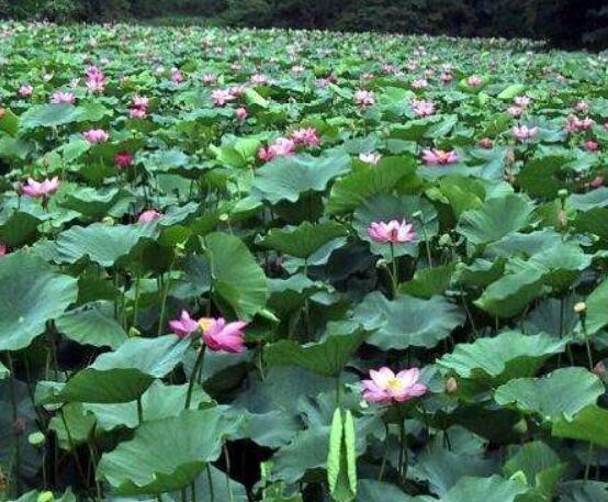 迎賓芙蓉怎么繁殖，盤(pán)點(diǎn)最實(shí)用的四大繁殖方法