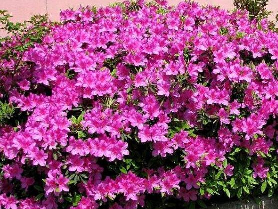 杜鵑花什么時候開，不同品種不同時期開"