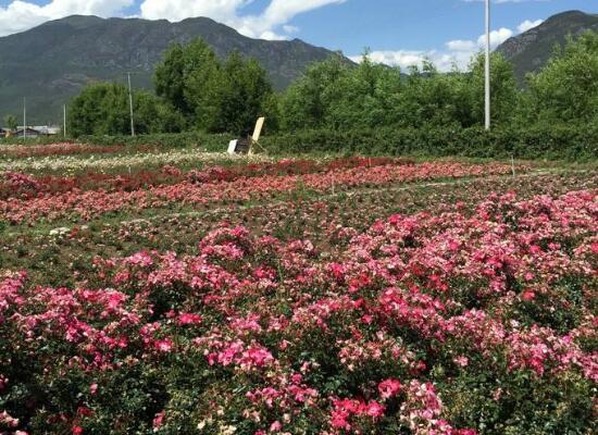 玫瑰花的功效與作用，細數(shù)玫瑰花八大功效與作用"