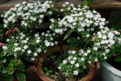 六月雪開花時間，每年的5-7月開花（6月開的最旺）"