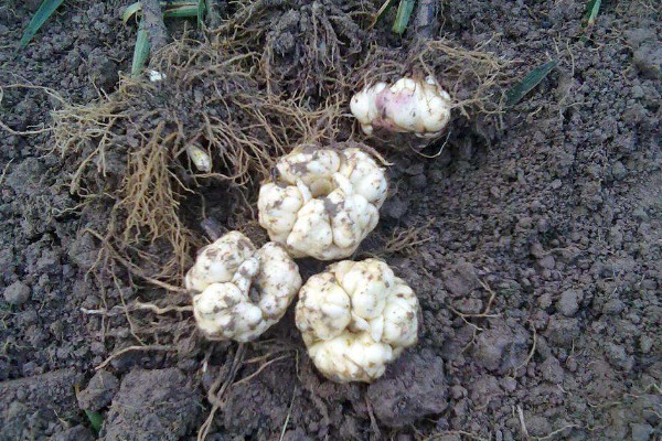 百合種球種植最佳時(shí)間，春秋兩季最合適