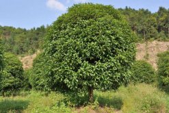 桂花樹的修剪與養護，桂花樹修剪可通過3步進行"