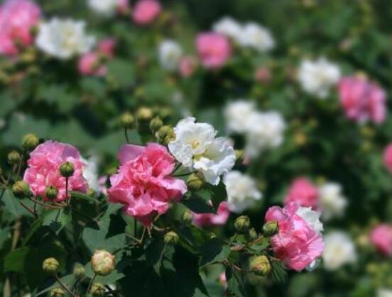 木芙蓉花的病蟲害及其防治，盤點四種常見病蟲害"