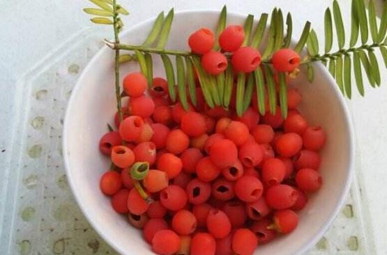 紅豆杉怎么繁殖，紅豆杉繁殖方法"