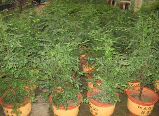 紅豆杉盆景冬天怎么養，教你五個好方法安然過冬"