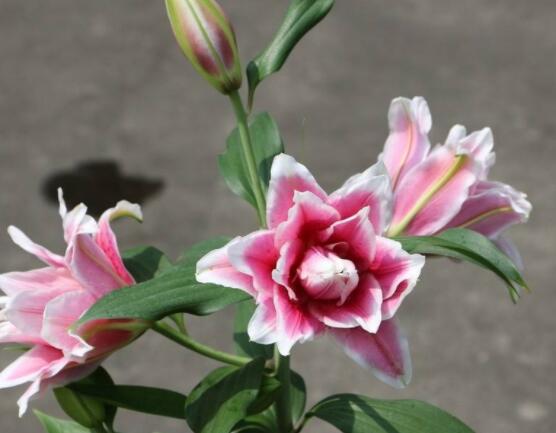 香水百合花有毒嗎,無毒/保持通風透氣環(huán)境即可"