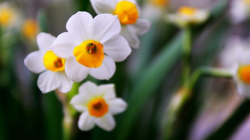 水仙花水培養(yǎng)殖方法"