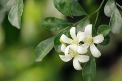 九里香為什么不開花，四種原因以及解決方法"
