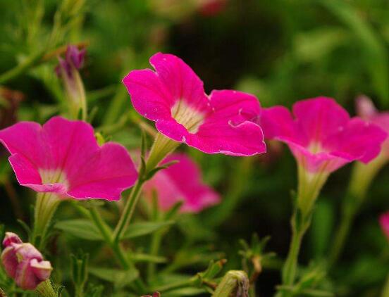 牽牛花怎么修剪，牽牛花修剪方法"