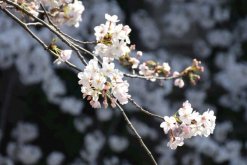 櫻花不開花怎么辦，及時補充光照以及養分"