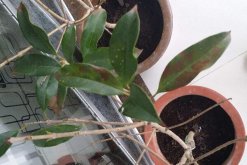 桂花葉子掉光還能活嗎，只要植株沒死就能夠救活"