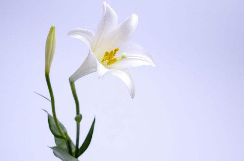 買來的百合花怎么養(yǎng)，需要適合的土壤和澆水"
