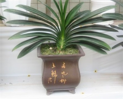 君子蘭不開花怎么辦"
