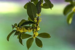 桂花修剪方法圖解，5步即可完成桂花的修剪"