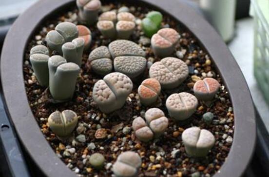 生石花家庭養護，老農總結最實用五大要點"