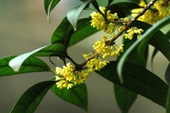 桂花的功效與作用，從5個(gè)方面來介紹桂花的價(jià)值"