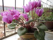 仙客來花期多久，仙客來花謝了怎么處理"