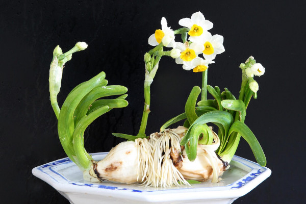 水仙花開完花后怎么處理，修剪殘花沙藏球莖等"