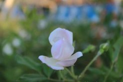 薔薇花病害及防治方法，四種病害的癥狀以及防治"