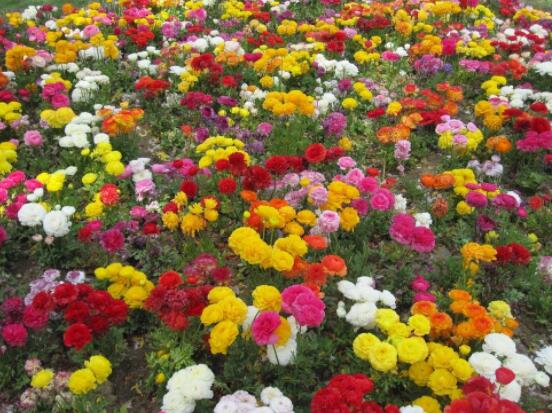月季花春季管理方法，做好六點(diǎn)必要措施生長(zhǎng)健壯"