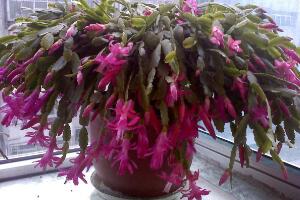 蟹爪蘭春天會(huì)開(kāi)花嗎，蟹爪蘭春天怎么養(yǎng)"