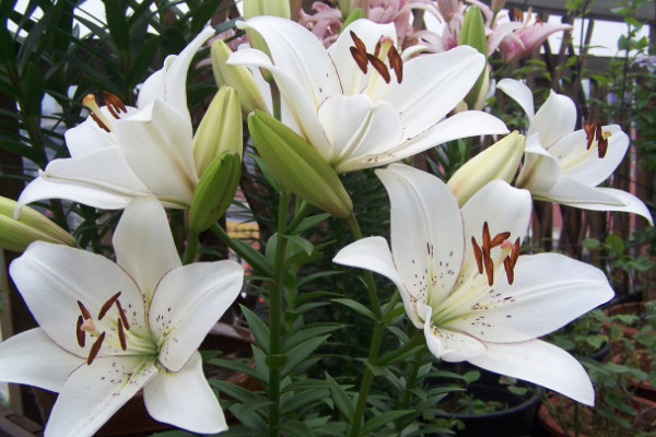 如何讓百合分叉多開花，三種養殖手段讓花多開"