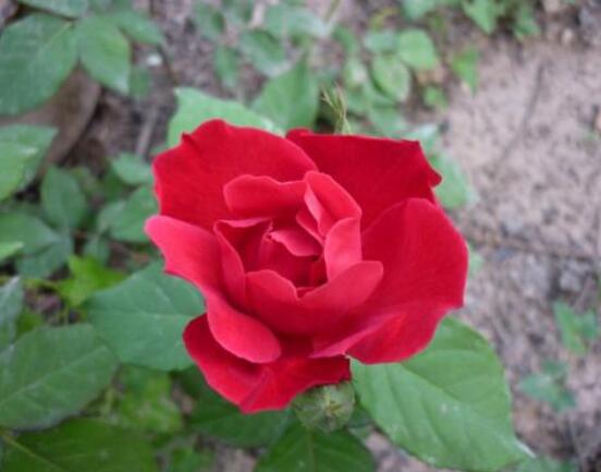 薔薇花怎么牽引爬墻，固定好主枝、延伸修剪后新枝條"
