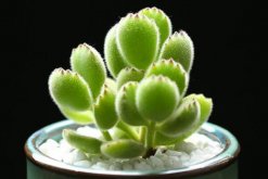 熊童子秋季怎么養，熊童子在秋季的養殖技巧"