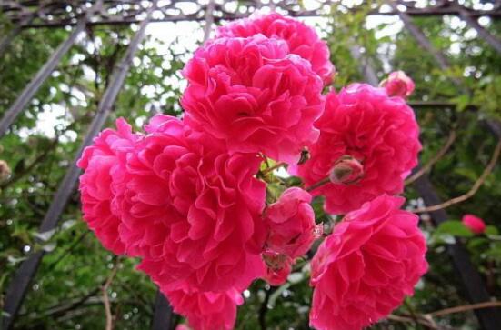 薔薇花栽種，薔薇花栽種方法"