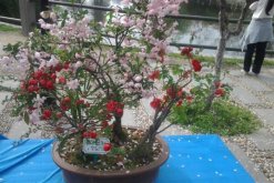 盆栽海棠花的養殖方法，盆栽海棠的五大養殖要點"