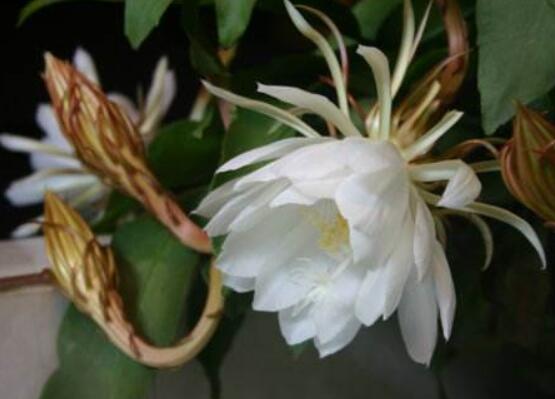 曇花摘下來如何保存，主要分為做干花和自然晾干"