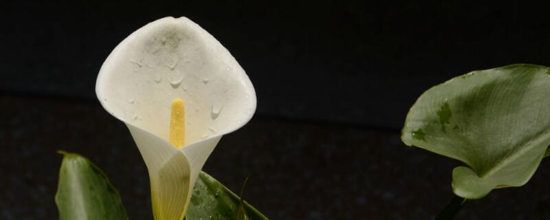馬蹄蓮的開放時間"