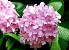 繡球花花語是什么，繡球花的寓意及象征"