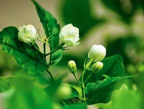 茉莉不開花是什么原因，注意這六點讓你的茉莉花爆盆"