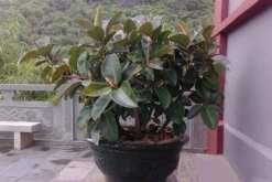 橡皮樹和橡膠樹的區別，從葉子、花朵、用途、產地來區分"