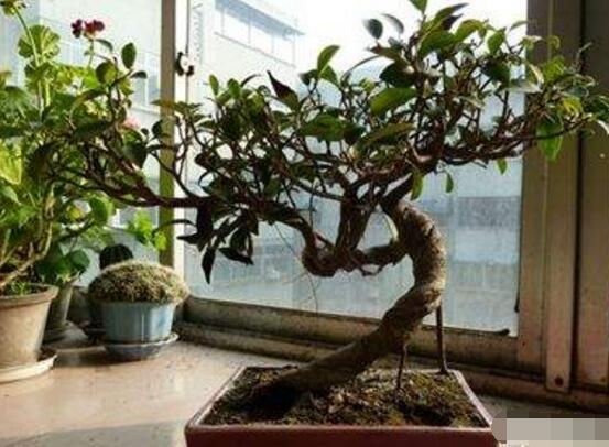 盆景榕樹有毒嗎，盆景榕樹可以放在室內嗎"