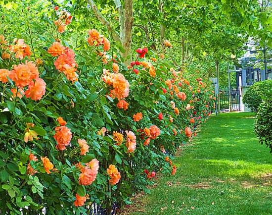 薔薇花圖片，薔薇花圖片大全"