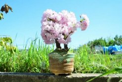 櫻花盆栽養殖方法，分享櫻花盆景養殖5大要點"