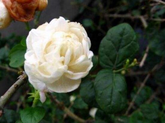 茉莉花品種，茉莉花最受歡迎八大品種"