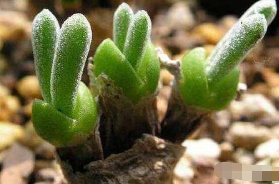 碧光環種植方法，擇健康種子、保水保肥土壤/淺盆為主"
