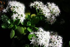 燕子掌多久開花，正常情況下養殖2-3年才能開花"