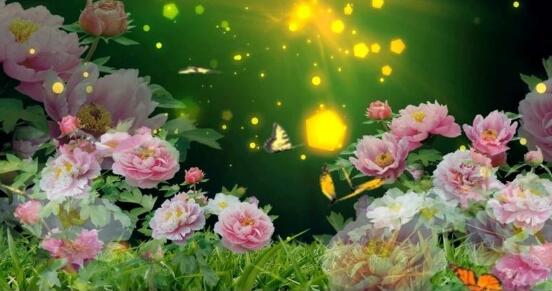 牡丹花的特點(diǎn)是什么，細(xì)數(shù)牡丹花六大特點(diǎn)"