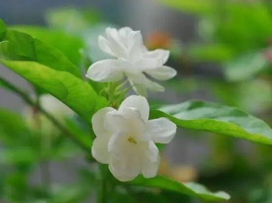 茉莉花的養殖方法，老總總結七大基本養殖方法"