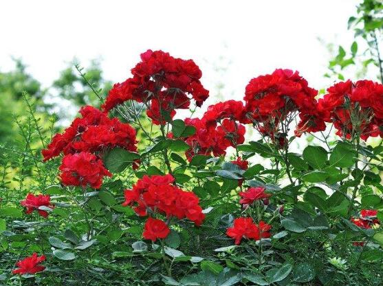 養月季花最好用什么土，保持土質微酸性肥沃疏松透氣"