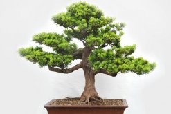 羅漢松種在家里禁忌，忌放在財位處"