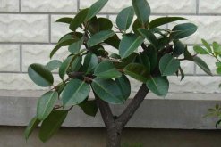 橡皮樹的花語及風水，誠信穩重(花語)生旺發財(風水)"