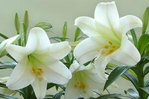 百合花怎么繁殖，百合花的繁殖方法"