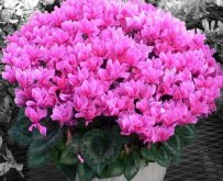 仙客來的花有什么特點(diǎn)，仙客來圖片大全鑒賞"