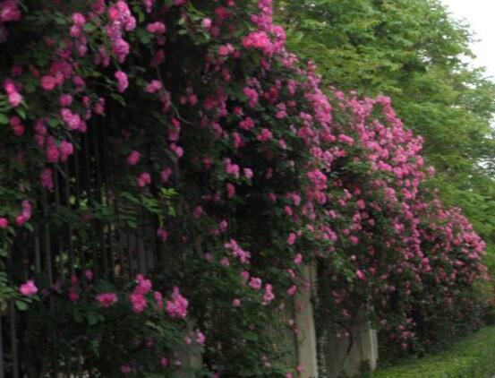 薔薇花花期，薔薇花在哪個季節開"