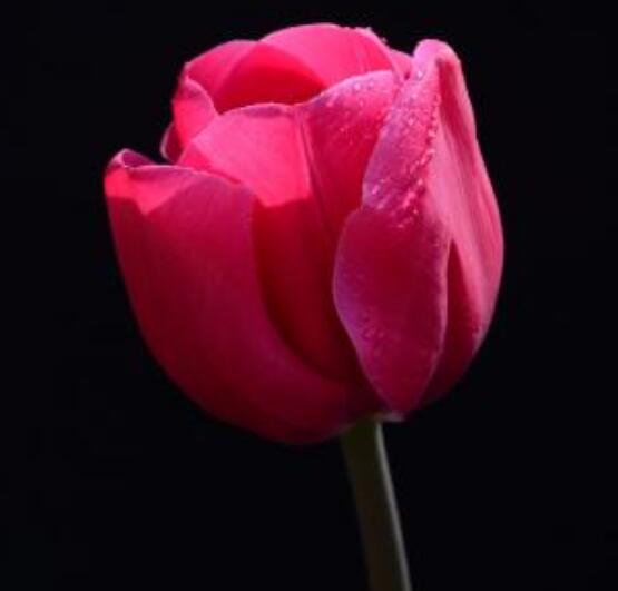 郁金香枯萎后的處理，花下2-3厘米處剪斷/保證正常水肥